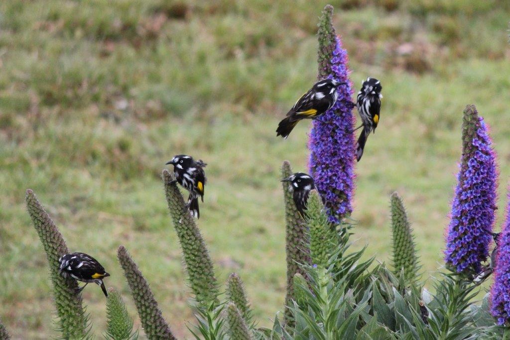 New Holland Honeyeaters on the Pride of Madeira plant